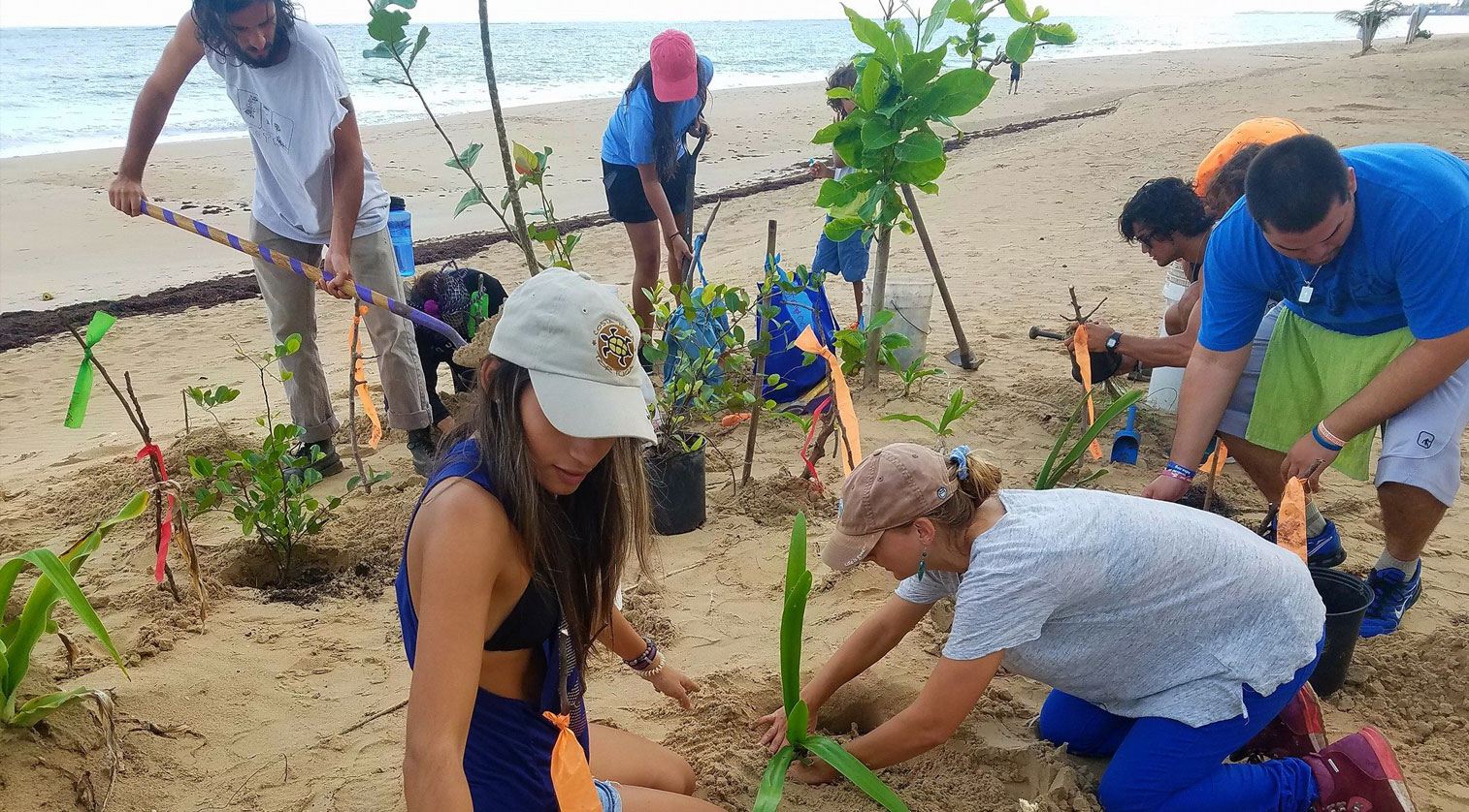 Volunteers planting trees near the coast
