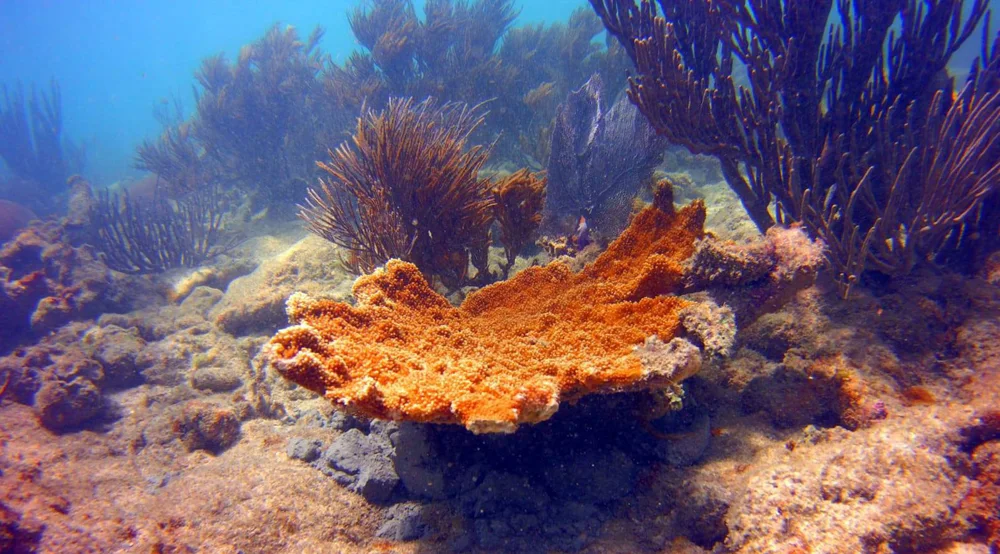 Underwater coral reef photograph from the original listing