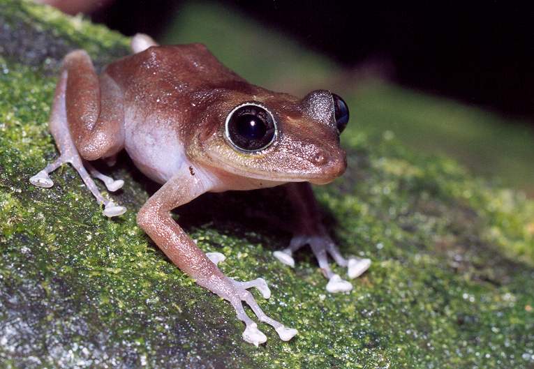 Puerto Rican Coqui - National Endangered Species Day ⋆ Local Guest