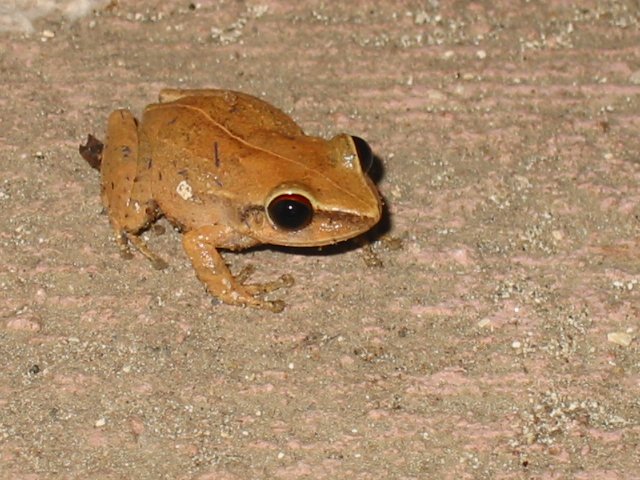 Coqui - Local Guest